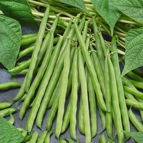 Picture of Berbati seeds 10 pieces - Intake pack