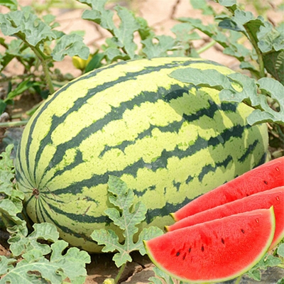 Picture of 10 pieces of Chinese hybrid watermelon seedS