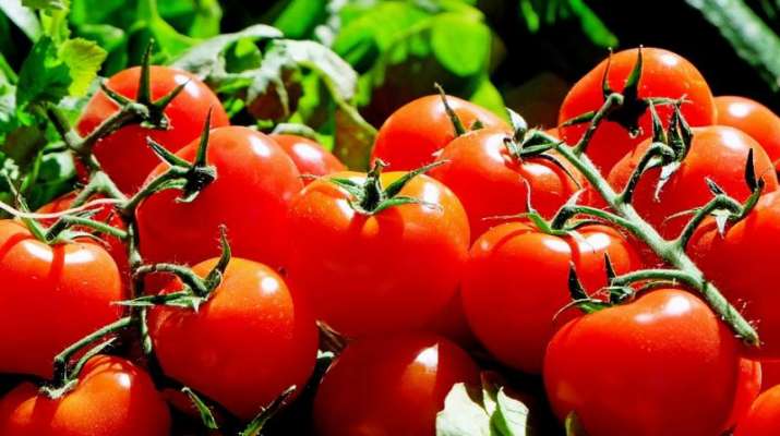 Picture of Japanese Tomato Biz 20+ PieceS Home Tuber