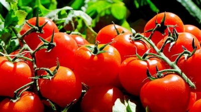 Picture of Japanese Tomato Biz 20+ PieceS Home Tuber