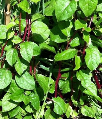 Picture of Puishak Mota Data Seeds- 10 Pcs seedS