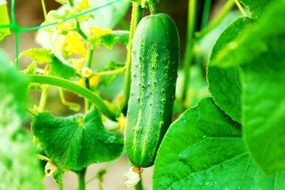 Picture of Qiu Sheng Hot Vegetable Bonsais Cucumber Bonsais- 20 Pcs SeedS