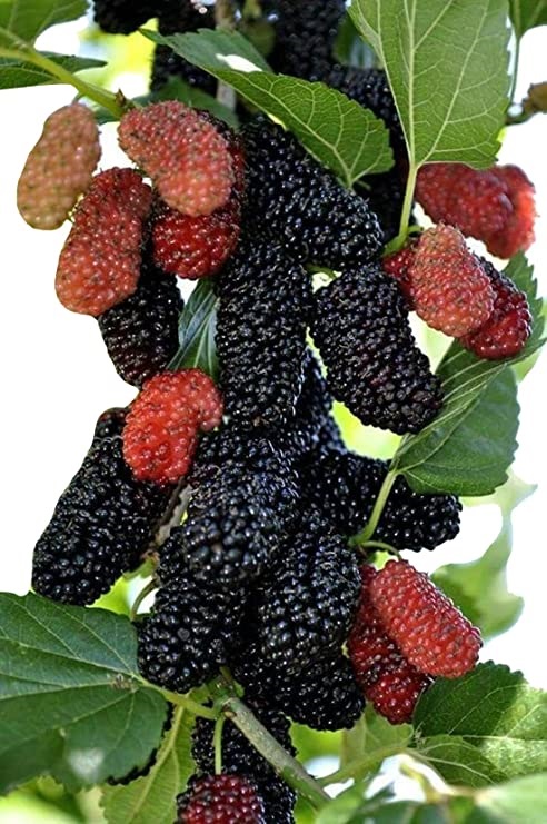 Picture of Mulberry Seeds Morus Nigra Tree Garden Bush Seeds DIY Home Garden Bonsai Red- 20Pcs s