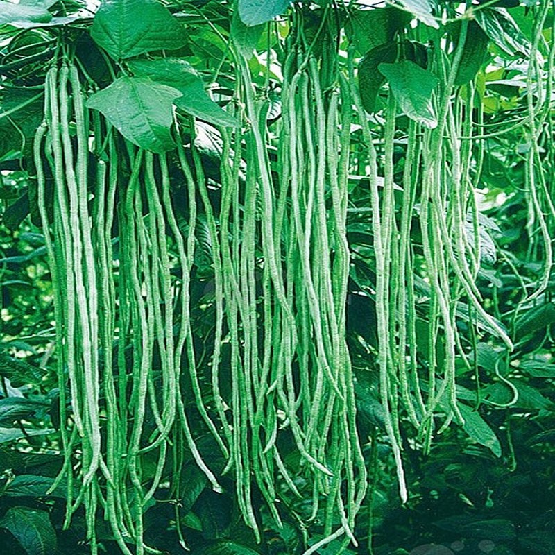 Picture of deshi Long Bean Seeds - 15Pcs seeds