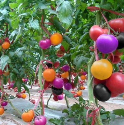 Picture of 15Pcs Bonsai Pearl Tomato Bonsai Mini Cherry Potted Sweet Fruit Vegetable Organic Fresh- 15Pcs seeds