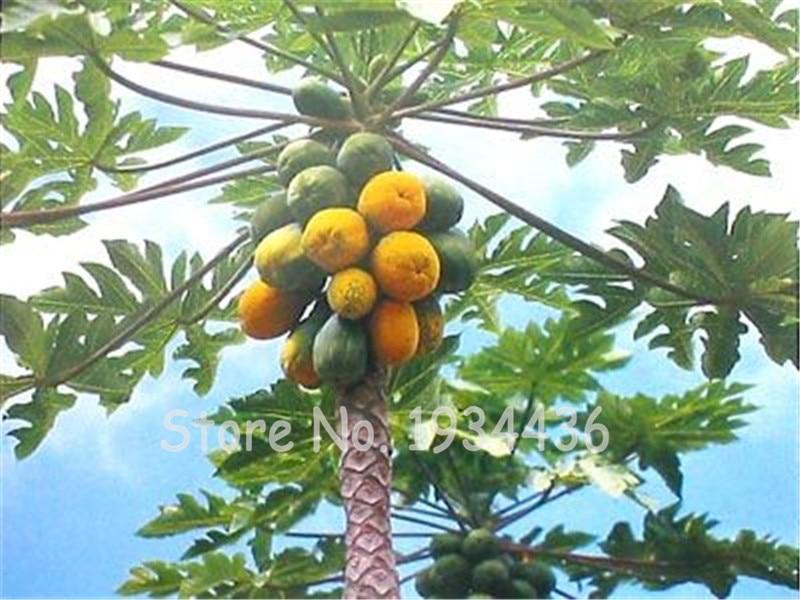 Picture of Papaya Plants Rare Jardin Heirloom Organic Vegetable Fruit Landscape Plant Frutas Healthy Food For Garden Gift- 10Pcs SeedS