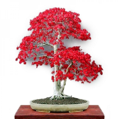 Picture of Canada Mini Red Maple Bonsai Garden Diy Bonsai Maple Tree-15 Pcs SeedS