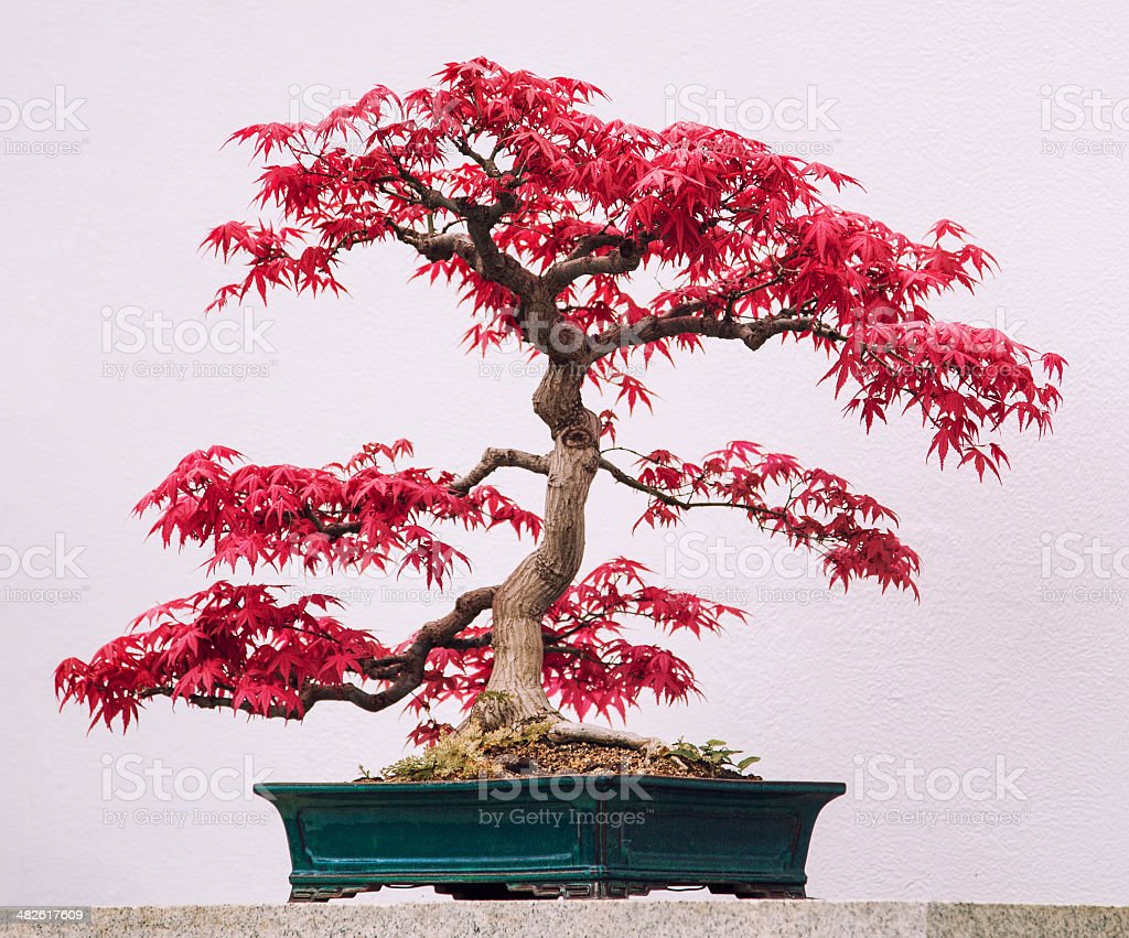 Picture of Canada Mini Red Maple Bonsai Garden Diy Bonsai Maple Tree-15 Pcs SeedS