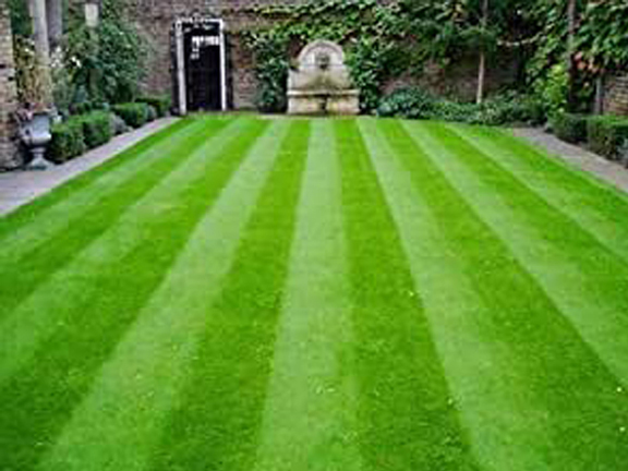 Picture of All Season Lawn Grass Seeds  - 220+ Pcs SeedS