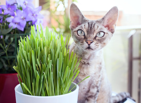 Picture of All Season Cat Grass Foliage Plant Bonsai Seeds - 250+ Pcs SeedS