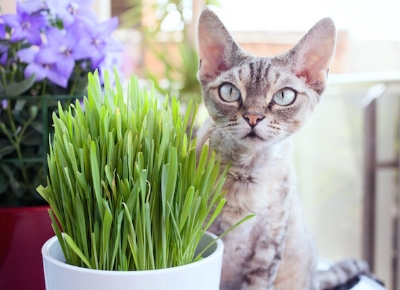 Picture of All Season Cat Grass Foliage Plant Bonsai Seeds - 250+ Pcs SeedS