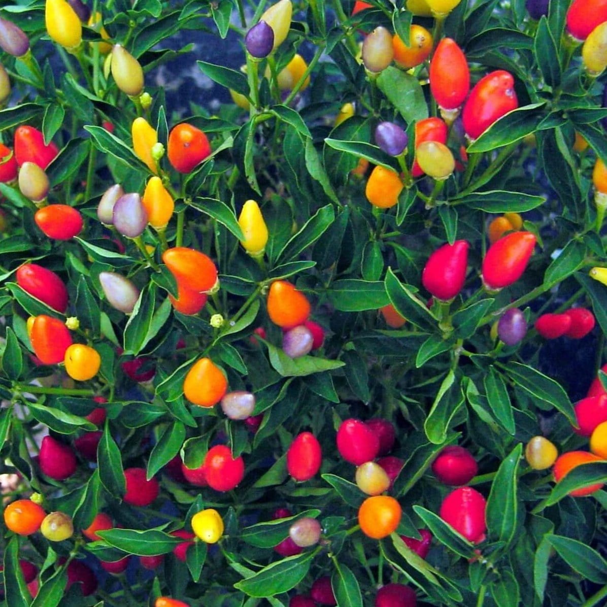 Picture of Ornamental Chili Seeds - 20 Pcs SeedS