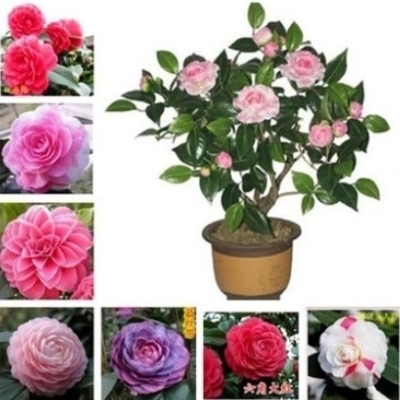 Picture of Rear Camellia Seed/ 5 pcs global seeds
