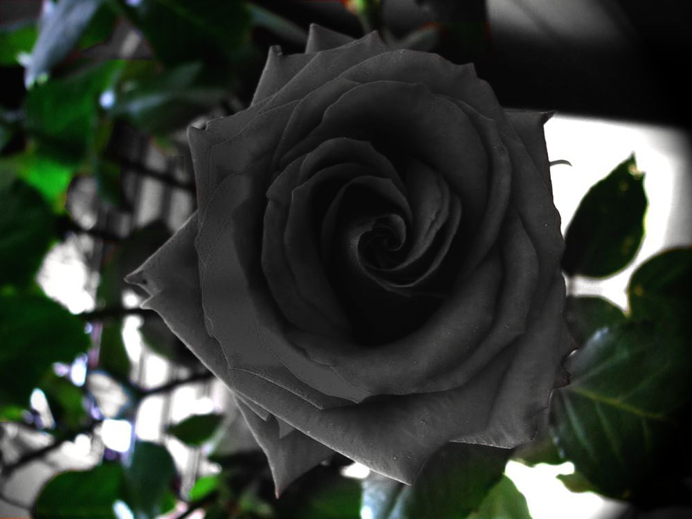Picture of 25 Pcs Black Colour Roses Flower SeedS- 25 Pcs Seeds