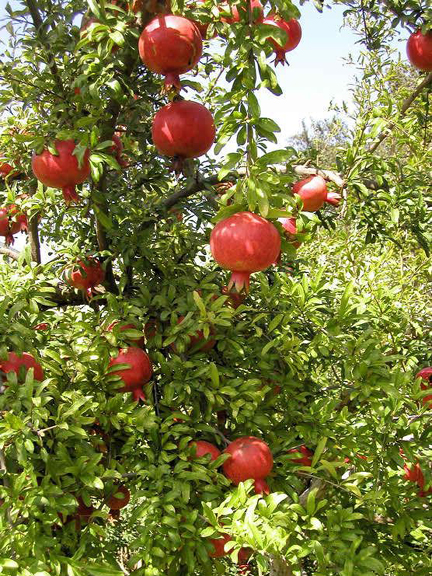 Picture of 15 Pcs Hybrid F1 Vedana Fruit Bonsai SeedS- 15 Pcs Seeds