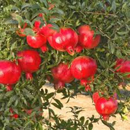 Picture of 15 Pcs Hybrid F1 Vedana Fruit Bonsai SeedS- 15 Pcs Seeds