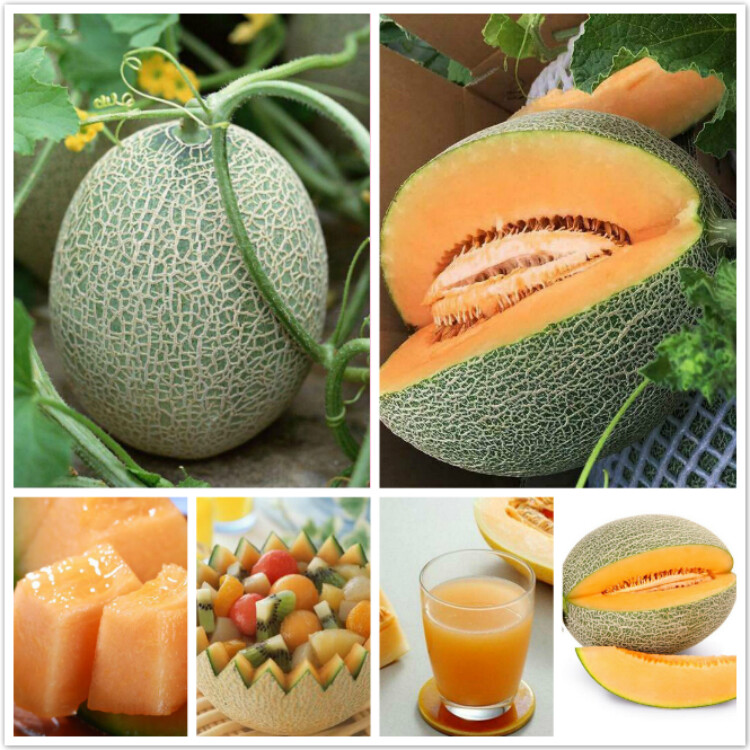 Picture of Organic Bali Shi Textured Sweet Bonsai Seeds - 10+ Pcs Seeds