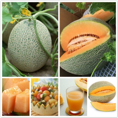 Picture of Organic Bali Shi Textured Sweet Bonsai Seeds - 10+ Pcs Seeds