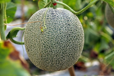 Picture of Organic Bali Shi Textured Sweet Bonsai Seeds - 10+ Pcs Seeds