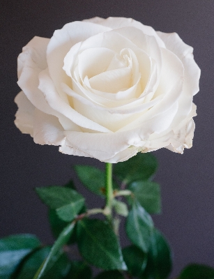 Picture of 20 Pcs WhiteColour Roses Flower Seeds - 20Pcs Seeds  Seeds