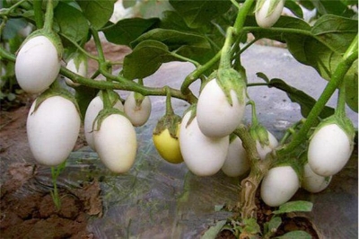 Picture of Natural White Eggplant Seeds  - 15 Pcs Seeds