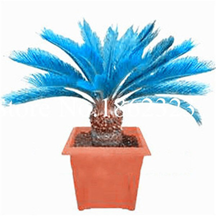 Picture of Colourful Cycas/ Lady Palm Seeds - 5 Pcs Seeds (Imported Global SeedS)
