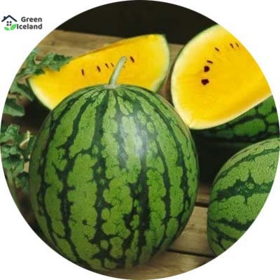 Picture of All Season Yellow watermelon Bonsai Seeds - 10 Pcs SeedS