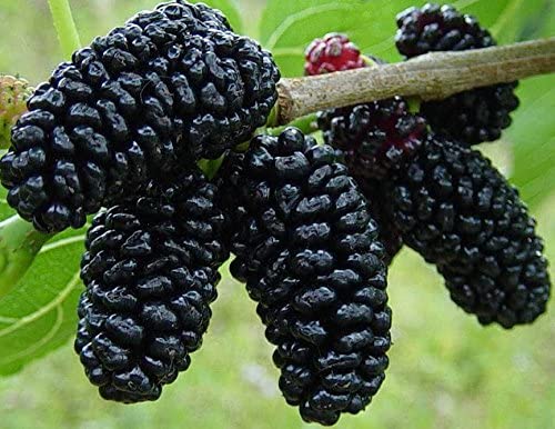 Picture of Blackberry and blackberries fruit tree mulberry fruit bonsai healthy nutrition-25Pcs seeds