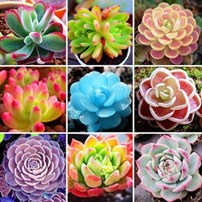 Picture of Rare Lithops Flores Succulent SeedS - 15 Pcs Seeds (Imported Seeds)