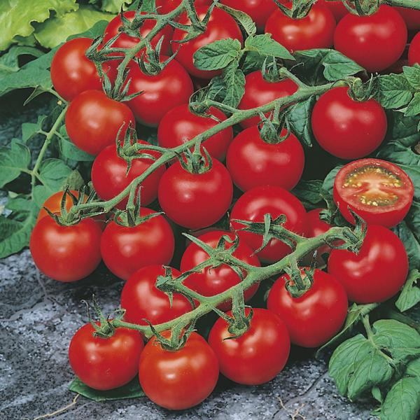 Picture of 20+  Pcs Global Delicious Climbing Tomato Seeds