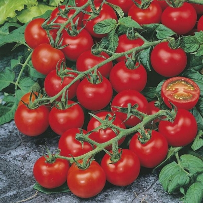 Picture of 20+  Pcs Global Delicious Climbing Tomato Seeds