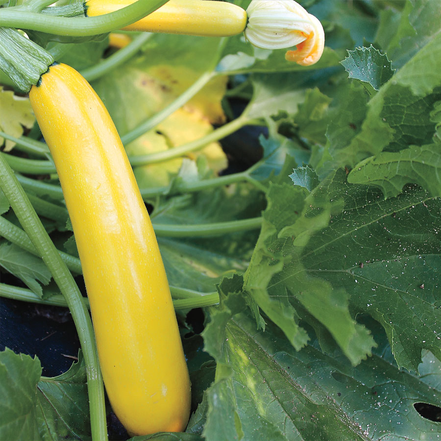 Picture of Rare Garden Gold Squash SeedS - 5 Pcs Seeds