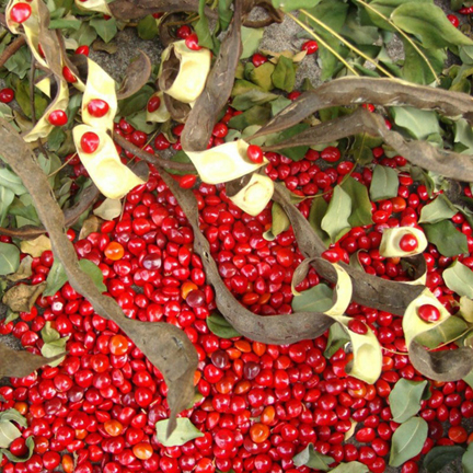Picture of Blood Sandalwood Tree Seeds- 5+Pcs seeds