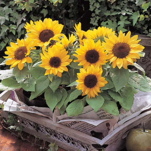 Picture of All Season Sunflower Bonsai SeedS-15 Pcs Seeds