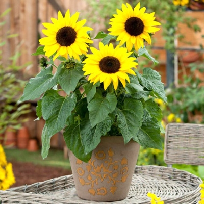 Picture of All Season Sunflower Bonsai SeedS-15 Pcs Seeds