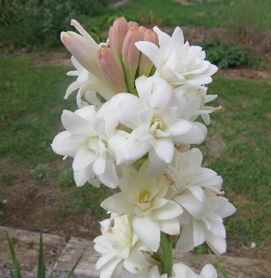 Picture of Dwarf 20 Pcs Natural Gardenia Bulbs Jasmine Flower SeedS  - 20 Pcs Seeds
