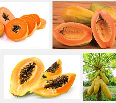 Picture of 10 Pcs Yellow Gold Papaya Seeds- 10 Pcs SeedS (Imported Global Seeds )