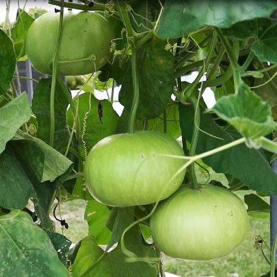 Picture of organic Round Gourd / Lau SeedS - 10 Pcs Seeds
