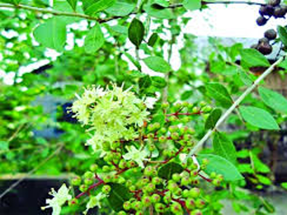Picture of 50 Pcs Organic Mehendi Bonsai Tree SeedS
