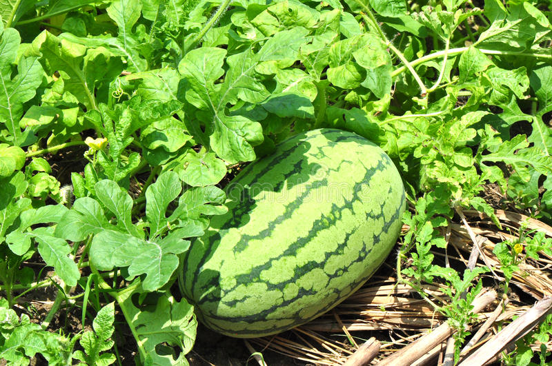 Picture of Organic Watermelon SeedS - 10 Pcs Seeds