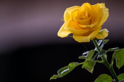 Picture of Organic Yellow Roses Flower Seeds - 20Pcs Seeds