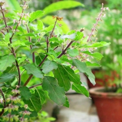 Picture of Global Basil / Tulsi Seeds  - 20 Pcs SeedS