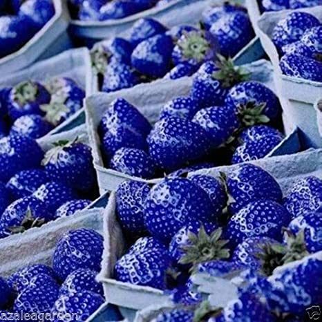 Picture of Blue Strawberry SeedS - 30 Pcs Seeds