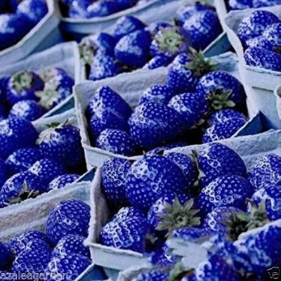 Picture of Blue Strawberry SeedS - 30 Pcs Seeds