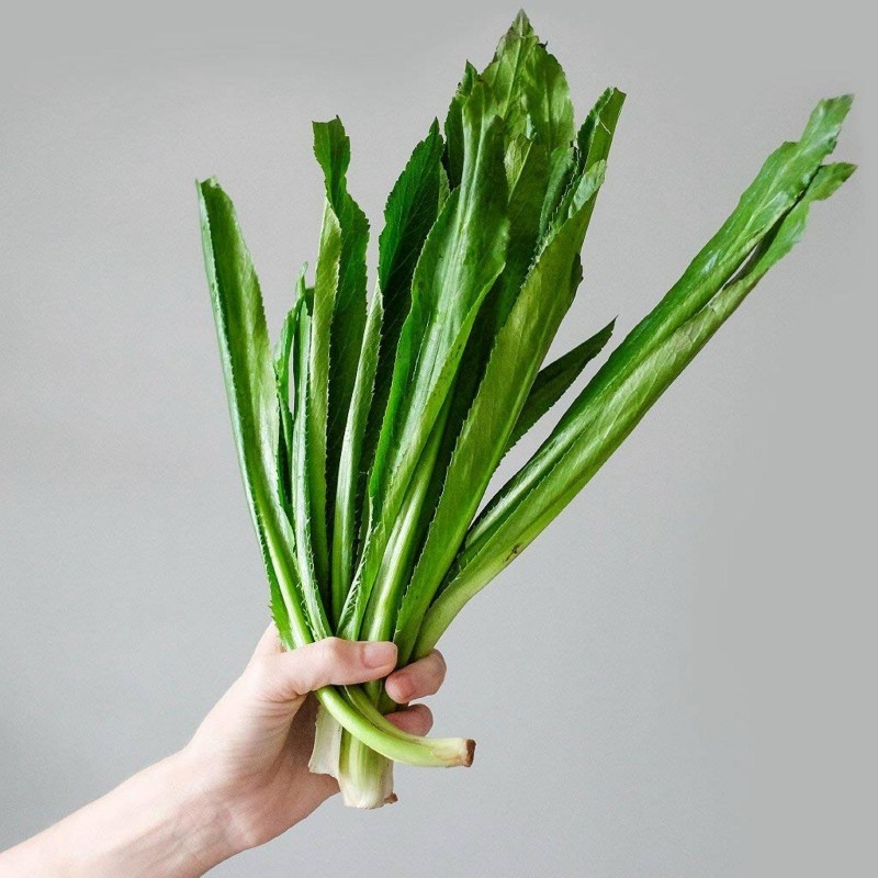 Picture of 50 Pcs Global Garden/Tob Bilati Coriander Seeds