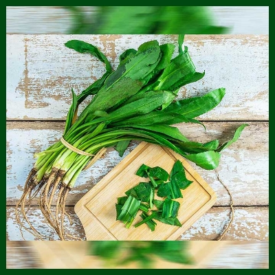Picture of 50 Pcs Global Garden/Tob Bilati Coriander Seeds