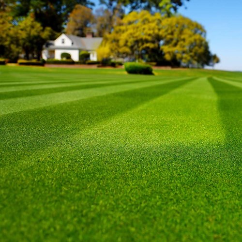 Picture of All Season Lawn Grass Seeds - 200+ Pcs SeedS
