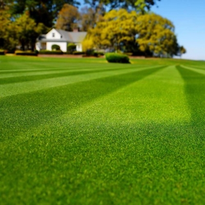 Picture of All Season Lawn Grass Seeds - 200+ Pcs SeedS