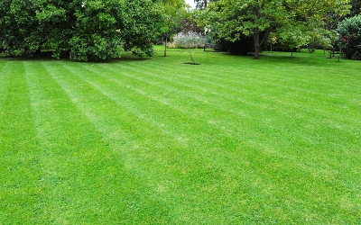 Picture of All Season Lawn Grass Seeds - 200+ Pcs SeedS