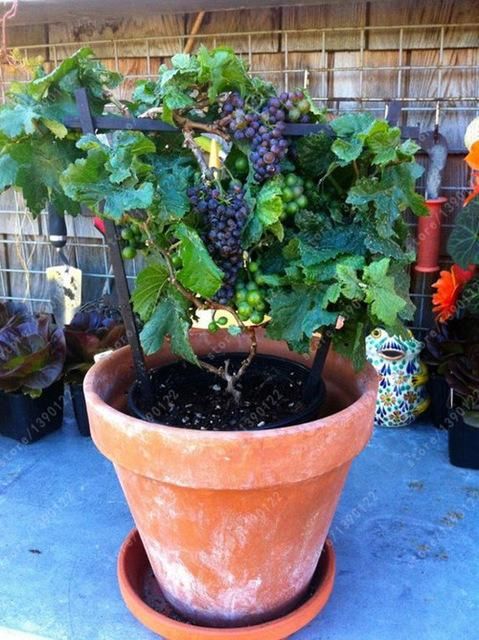 Picture of Miniature Grape SeedS -20 Pcs SeedS